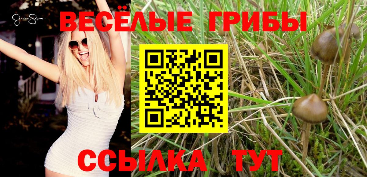 Псилоцибиновые грибы Psilocybine cubensis Советская Гавань